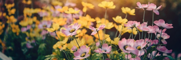 Garten Tipps & Trends: Blumen | Pflanzen | Insekten